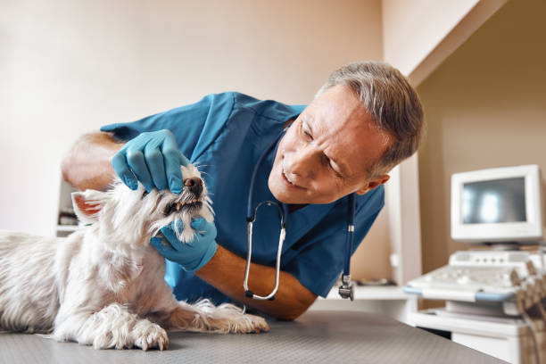 Best Emergency Root Canal Treatment in Mccrory, AR
